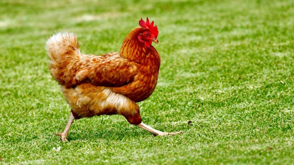 國興集團案例分析 – 飼料老三轉身百億科技農牧，拱大武山上市抗衡大成、卜蜂
